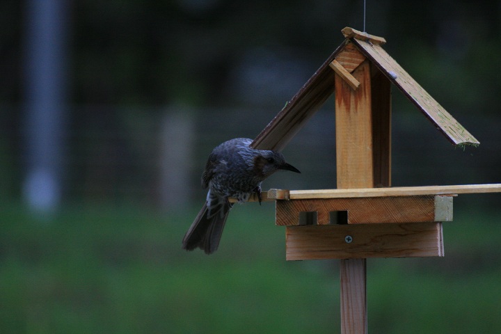 ファイル 293-1.jpg