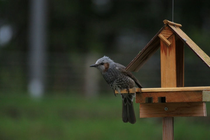 ファイル 293-2.jpg