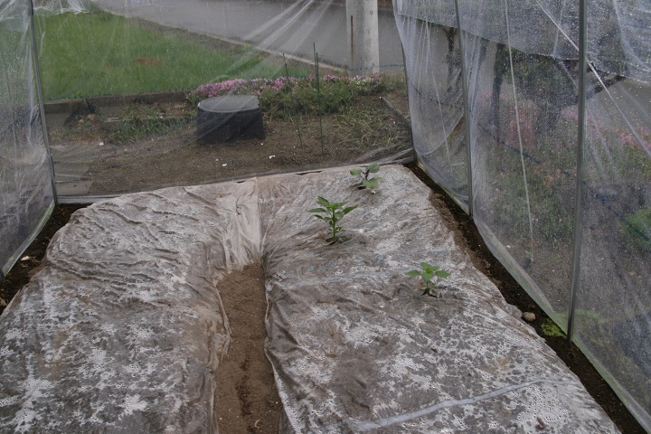 ファイル 293-4.jpg