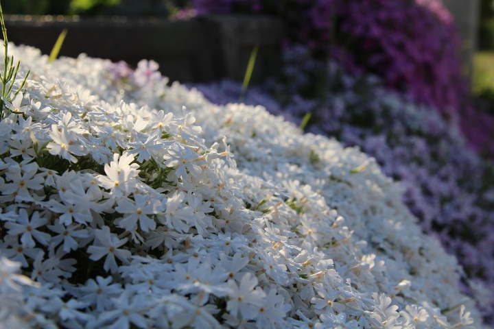 ファイル 300-1.jpg