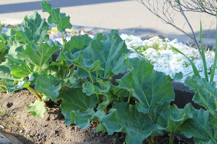 ファイル 300-3.jpg