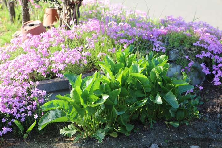 ファイル 300-4.jpg