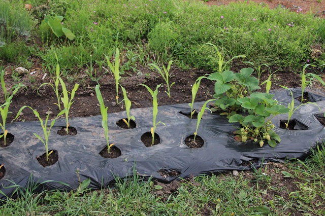 ファイル 305-4.jpg