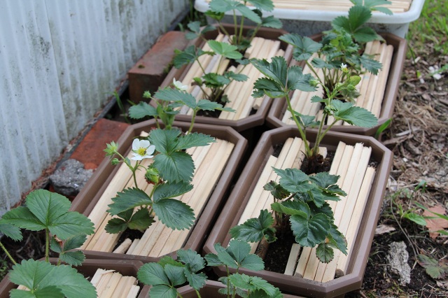 ファイル 305-5.jpg