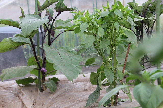 ファイル 306-5.jpg