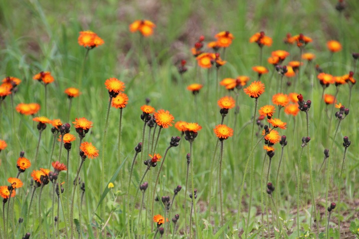 ファイル 311-1.jpg