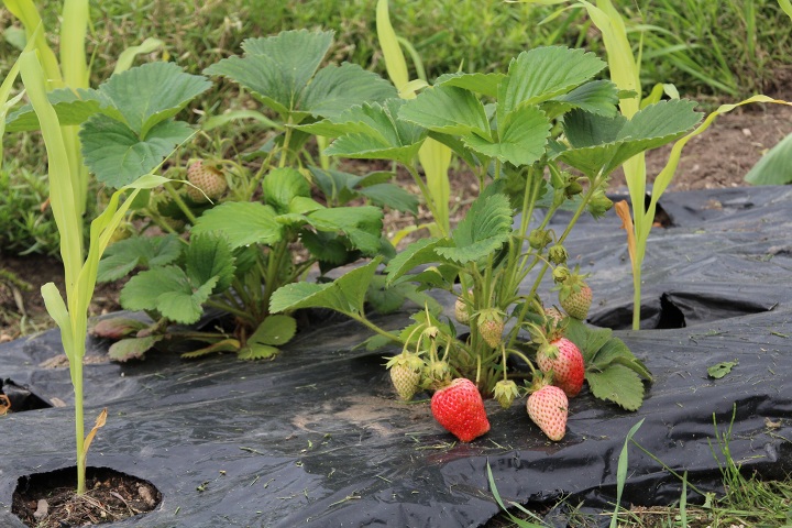 ファイル 311-2.jpg