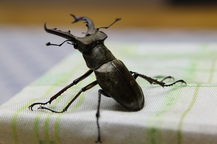 ファイル 313-5.jpg