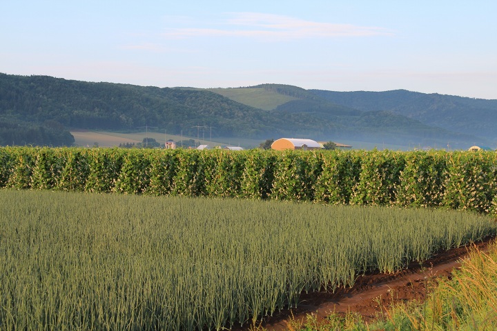 ファイル 331-1.jpg