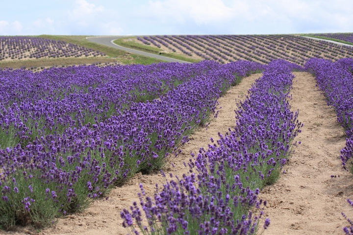 ファイル 334-1.jpg