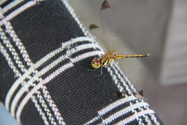 ファイル 335-2.jpg