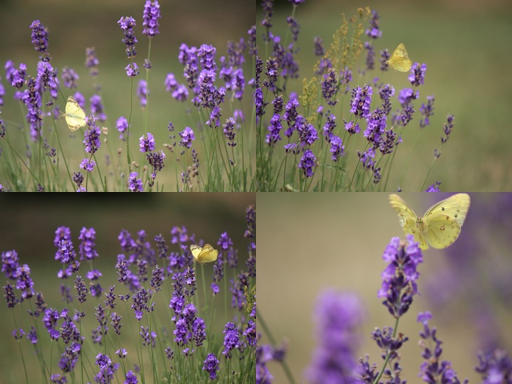 ファイル 335-3.jpg