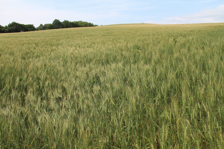 ファイル 336-4.jpg