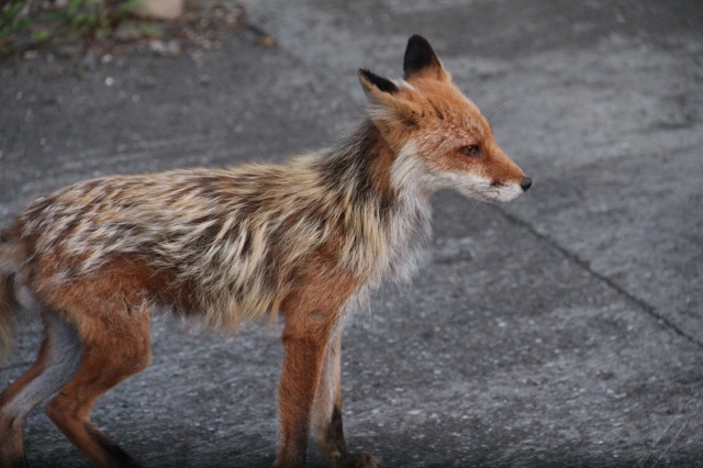 ファイル 339-2.jpg