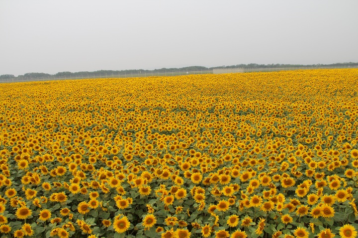 ファイル 349-3.jpg