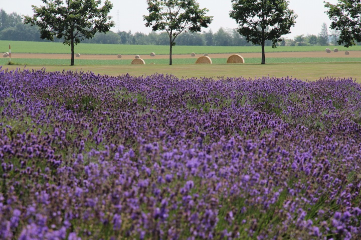 ファイル 351-1.jpg