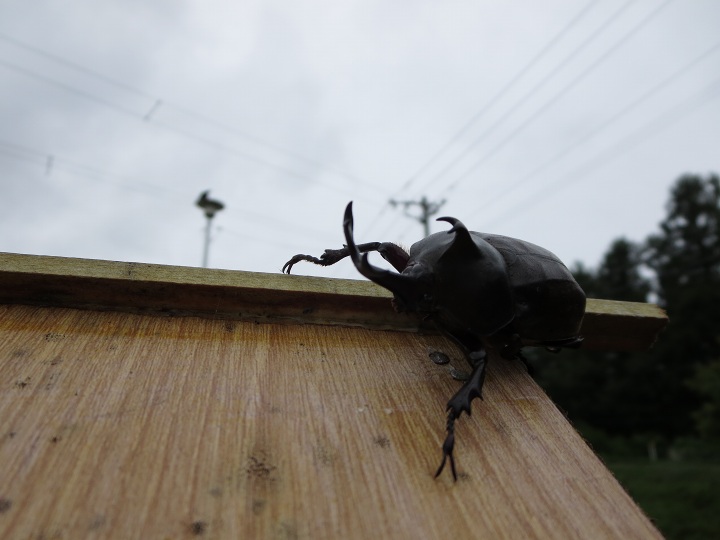 ファイル 354-3.jpg