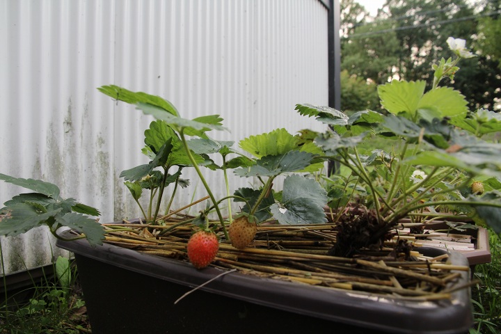 ファイル 355-4.jpg