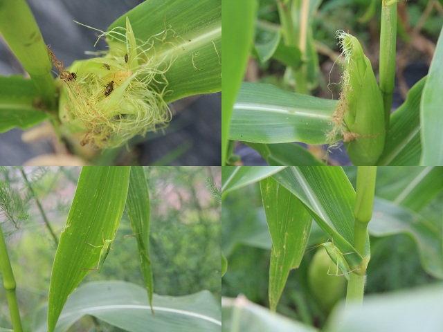 ファイル 361-1.jpg