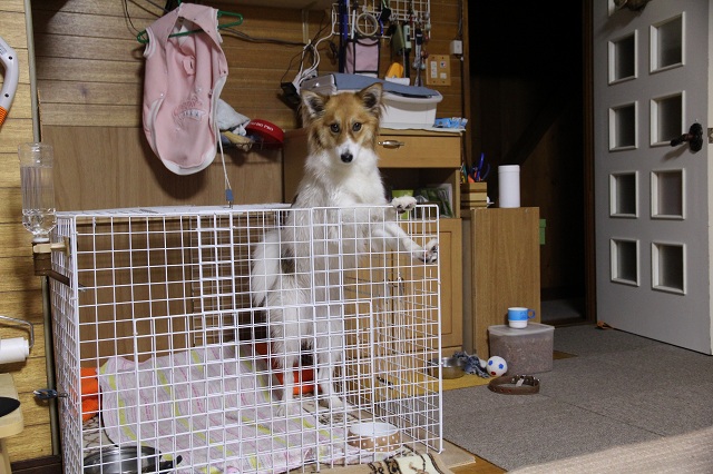 ファイル 369-3.jpg