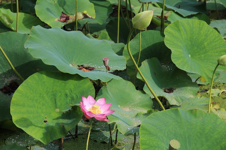 ファイル 370-3.jpg