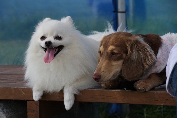 ファイル 383-1.jpg