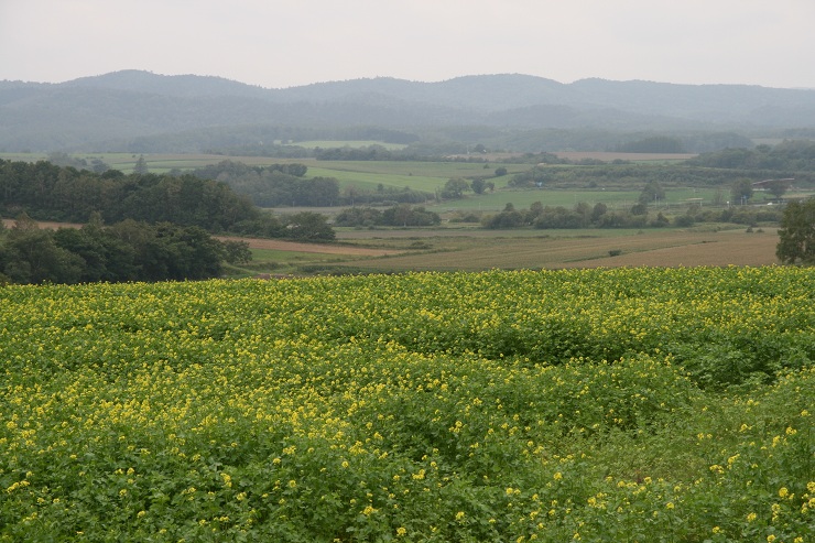 ファイル 385-1.jpg