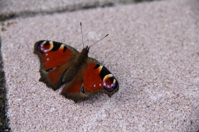 ファイル 387-2.jpg