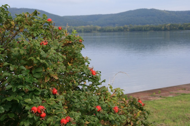 ファイル 394-2.jpg