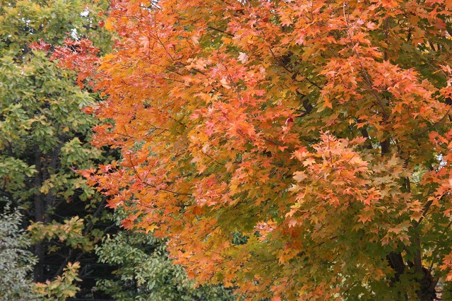 ファイル 406-4.jpg