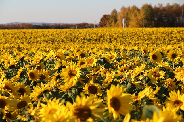 ファイル 411-5.jpg