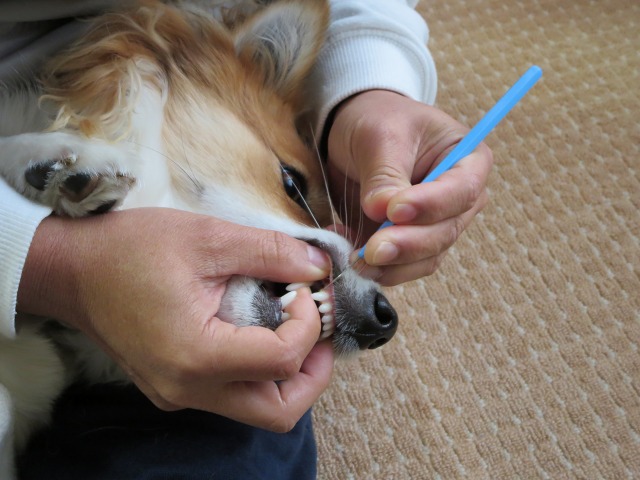 ファイル 423-5.jpg