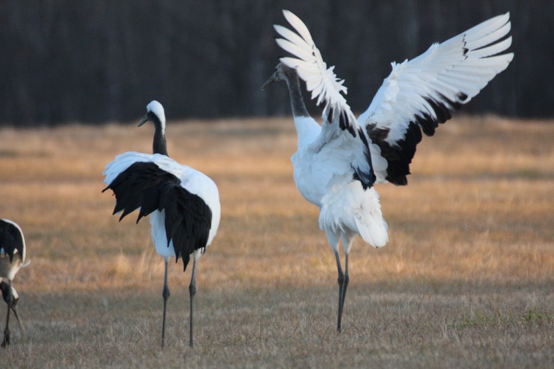 ファイル 435-3.jpg