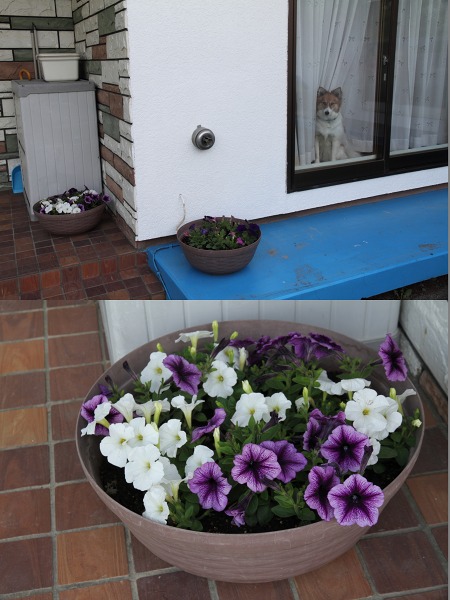 ファイル 102-5.jpg