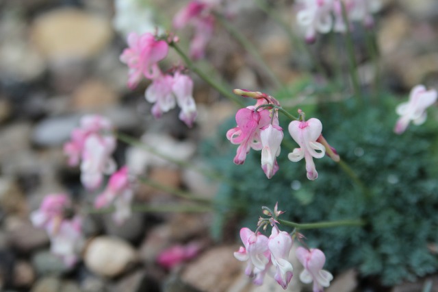 ファイル 106-2.jpg