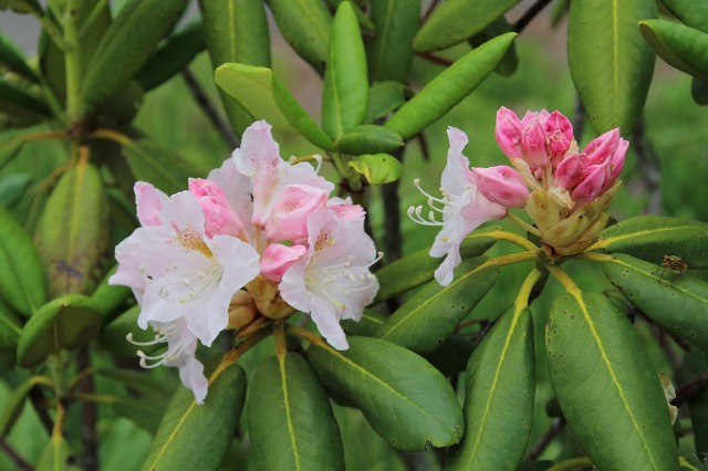 ファイル 106-5.jpg