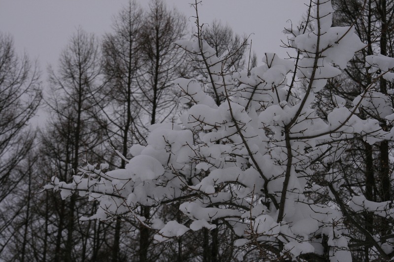 ファイル 11-2.jpg