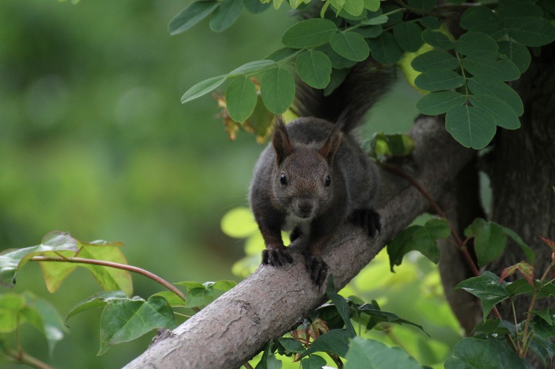 ファイル 111-3.jpg