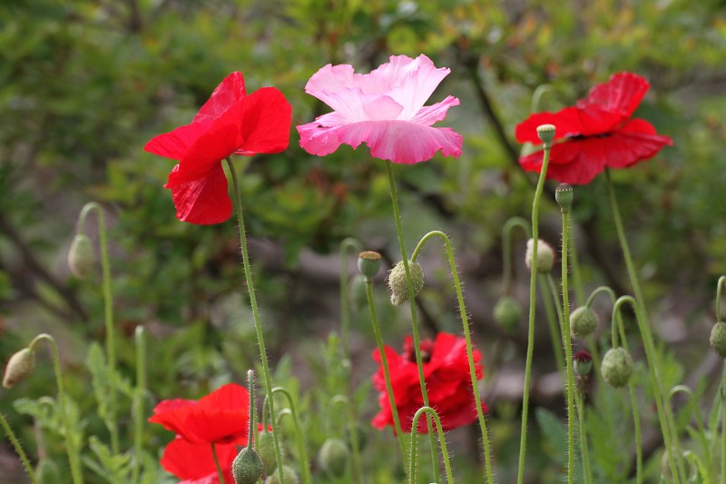 ファイル 111-5.jpg