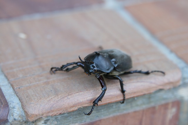 ファイル 115-1.jpg