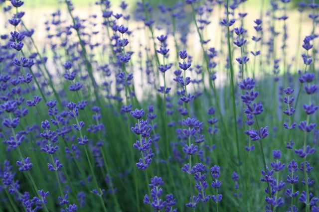 ファイル 115-4.jpg