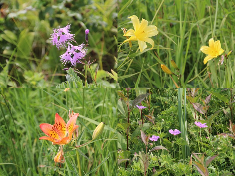 ファイル 117-1.jpg