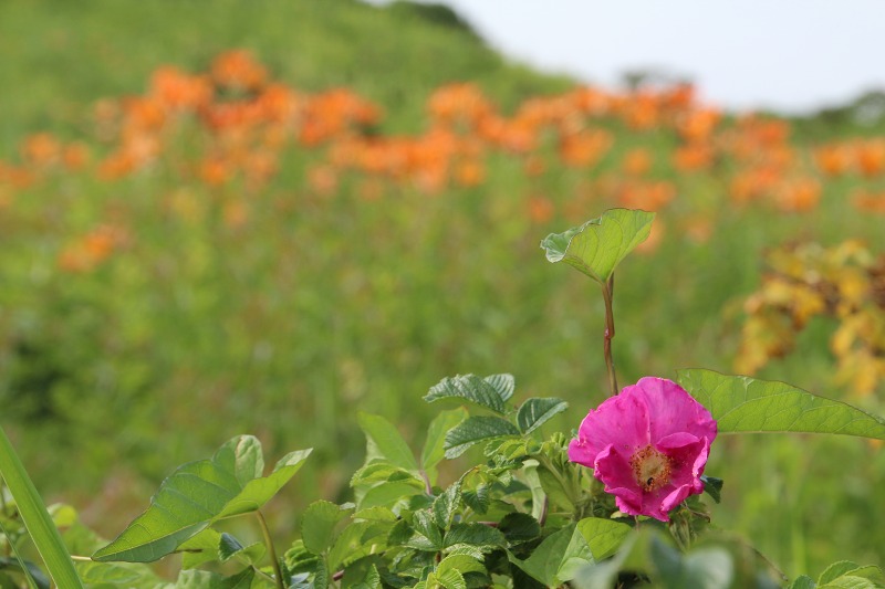 ファイル 117-5.jpg