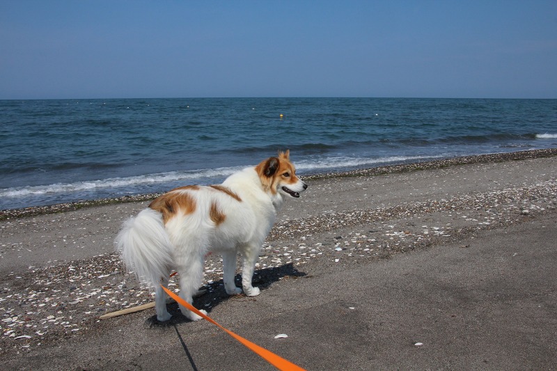 ファイル 118-3.jpg