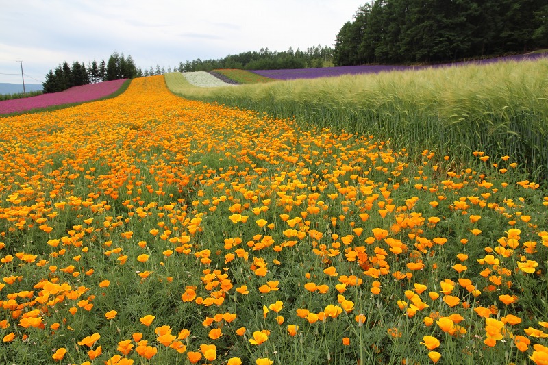 ファイル 121-1.jpg