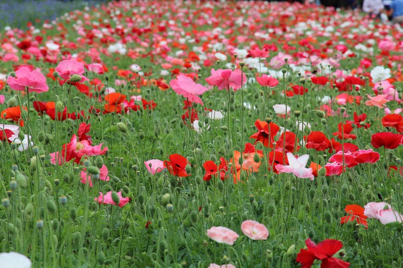 ファイル 121-2.jpg