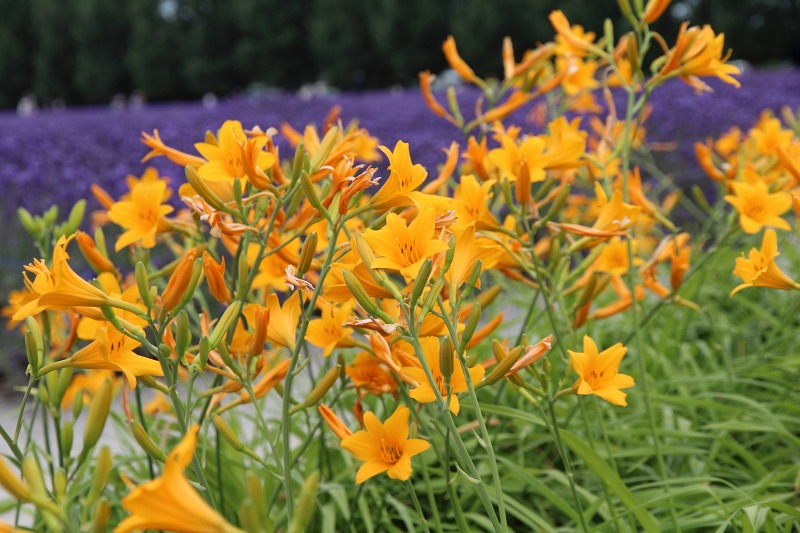 ファイル 123-1.jpg