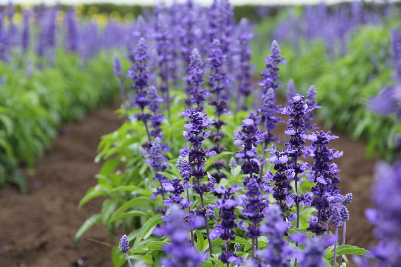 ファイル 123-2.jpg