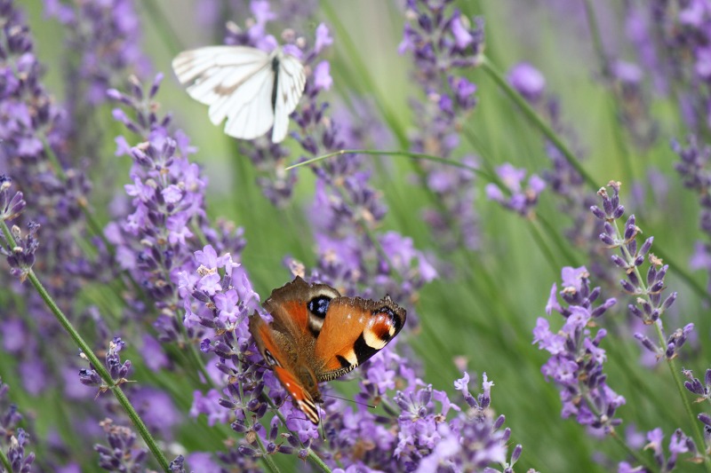 ファイル 124-1.jpg