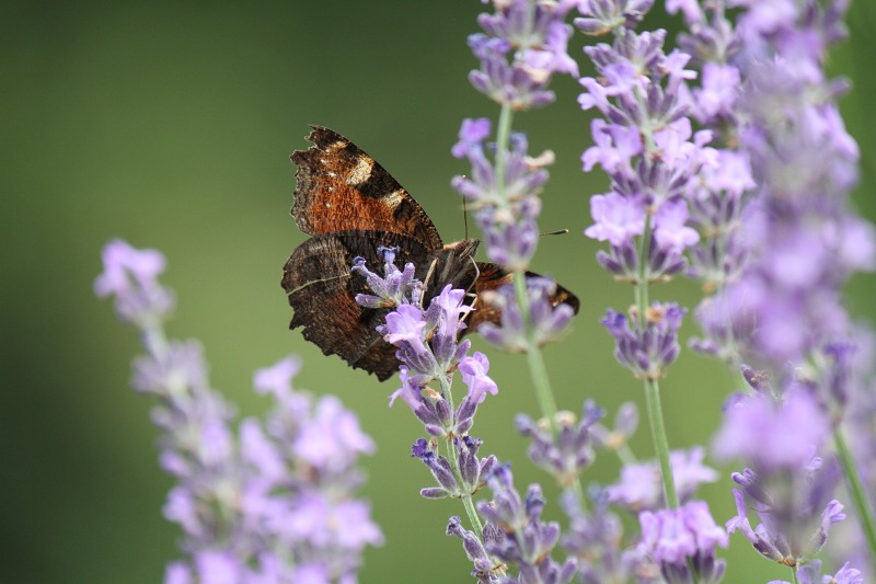 ファイル 124-3.jpg